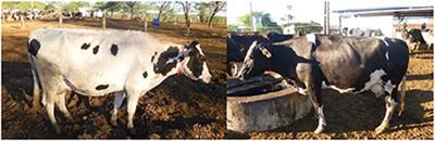 Heat tolerance, thermal equilibrium and environmental management strategies for dairy cows living in intertropical regions